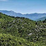 Lovely In Dicmo Prisoje Marcetici